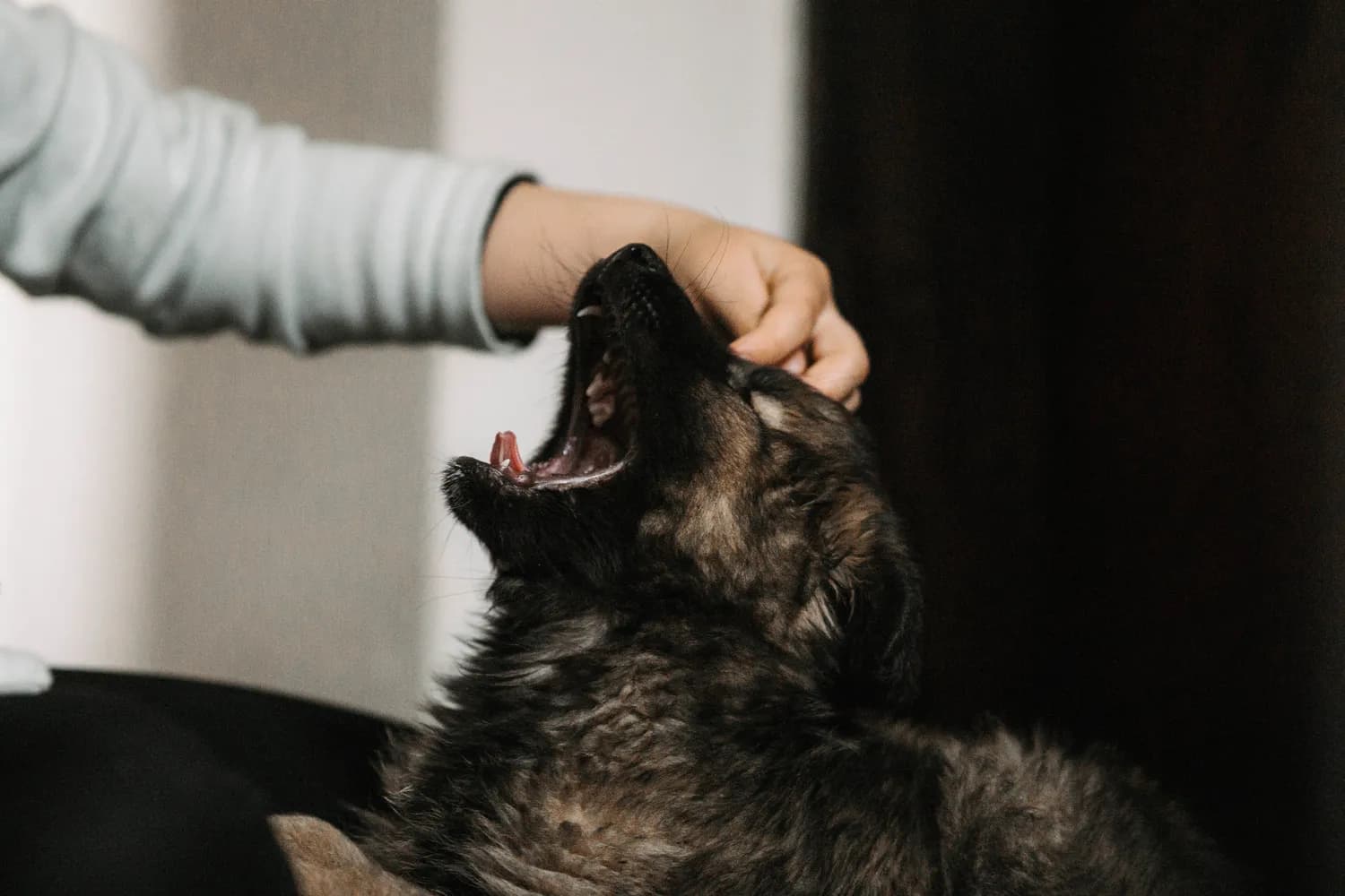 被狗咬伤后，狂犬疫苗怎么打最靠谱？