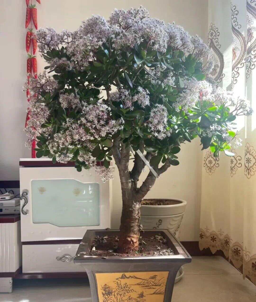 “养不死”的5种花，最适合入秋后扦插，沾土就活，2个月开花！