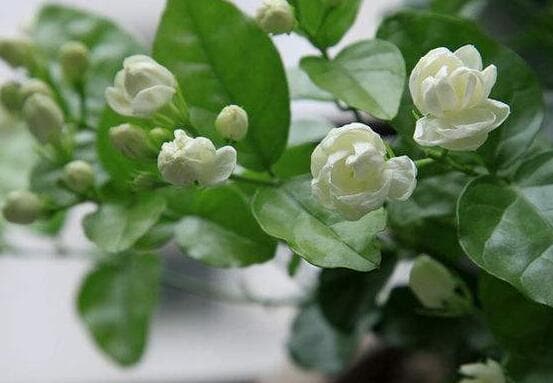 茉莉花可以水培吗，茉莉花水培方法