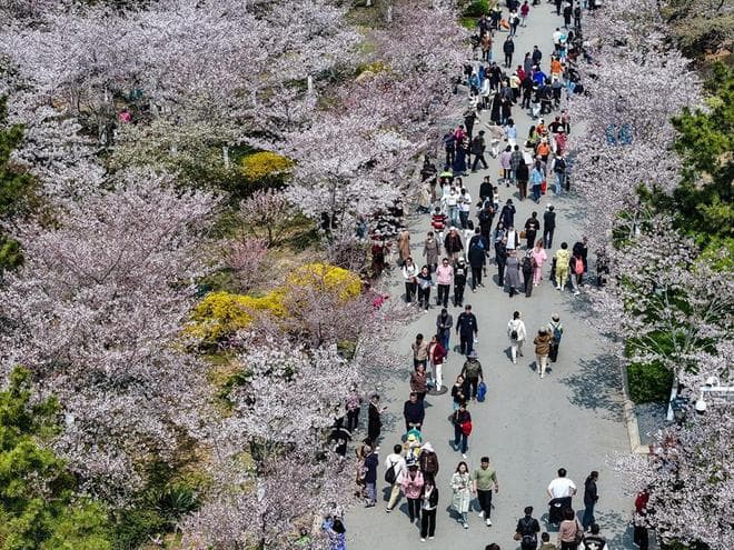 青岛春季花事：从樱花到梅花，解读自然界的"物候密码"