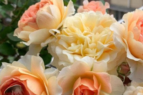 月季花的养殖方法及繁殖