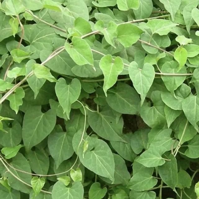 何首乌：探秘“乌发仙草”的药用传奇