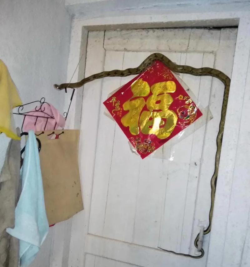 菜花蛇（揭秘菜花蛇的毒性和独特特征，探索其称为“百蛇之王”的原因）