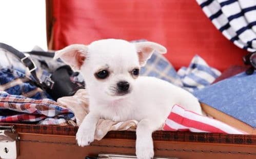 吉娃娃养护指南，新手养狗必看！