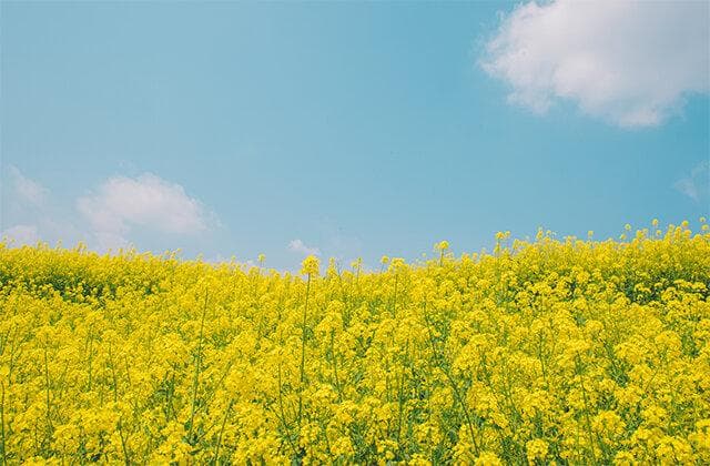 油菜花的特征与习性 油菜花的诗句