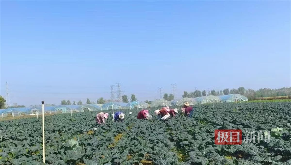 新品皱叶菜在武汉成功试种，这款蔬菜新秀亩产可达万元