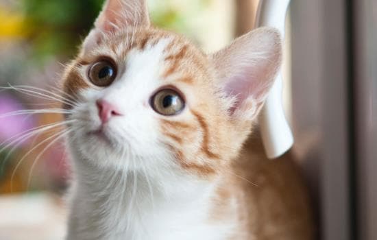 猫咪体内外驱虫全攻略及注意事项