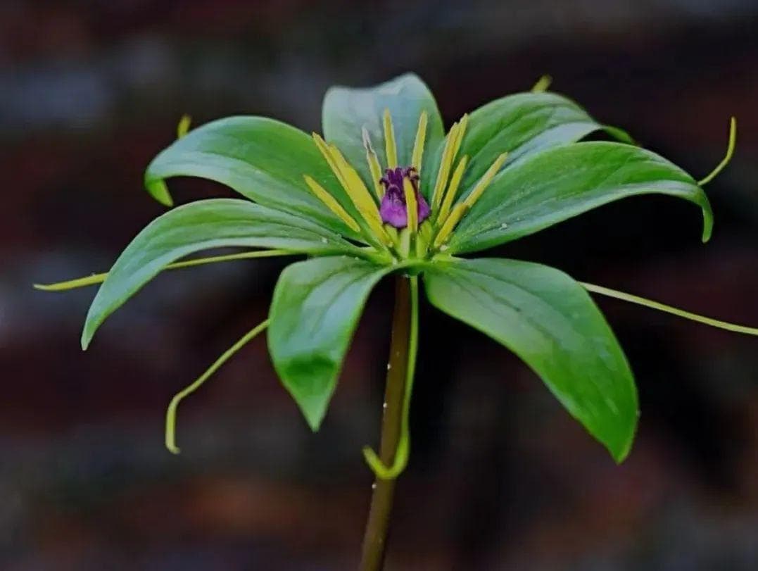 褐马鸡保护区的奇异之花——七叶一枝花