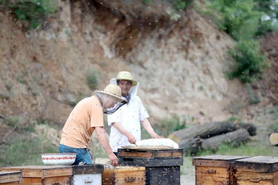 春繁养蜂爆箱前，蜂箱选择对了，就成功一半，蜂箱也能延缓分蜂热