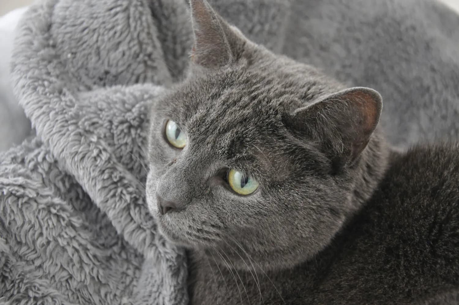 一次寻猫，让她们成了好姐妹