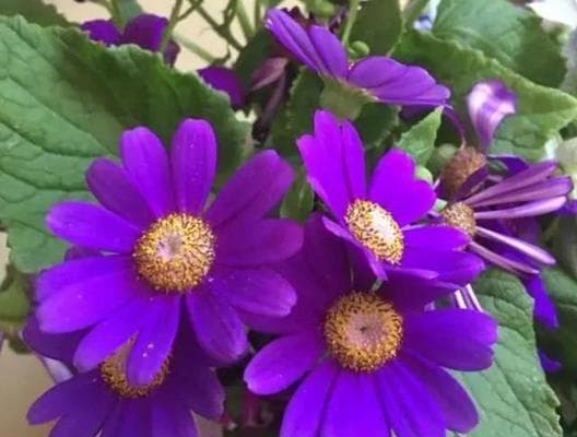 很好养的紫色花卉品种有哪些？紫色花卉的养护技巧是什么？