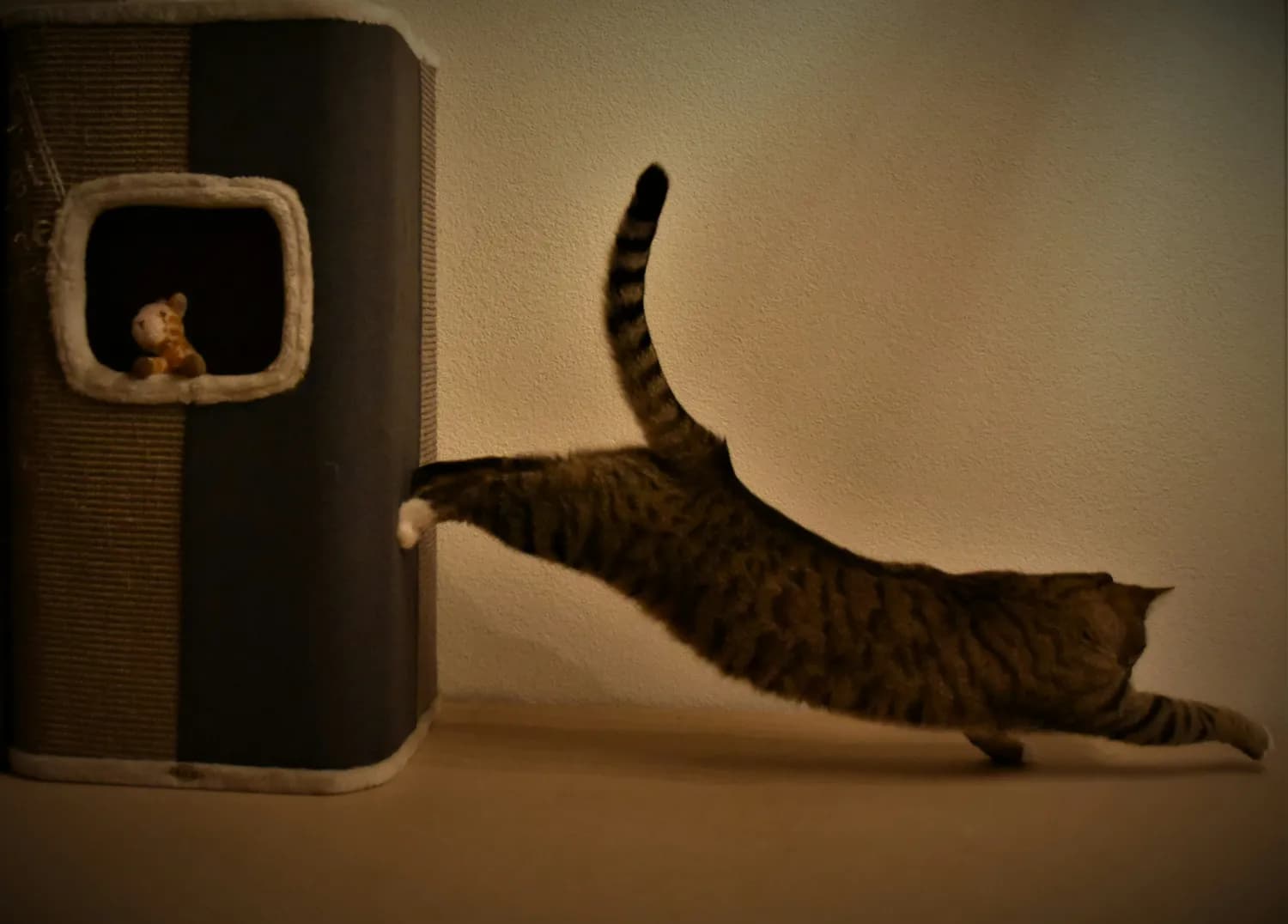 猫咪被粘鼠板粘住？四招轻松解救！