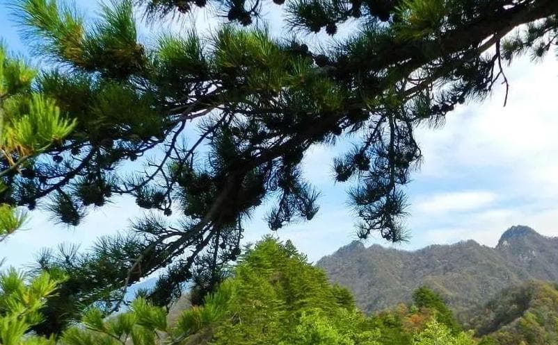 针对不同类型的景区，门票模式的选择应该如何调整？