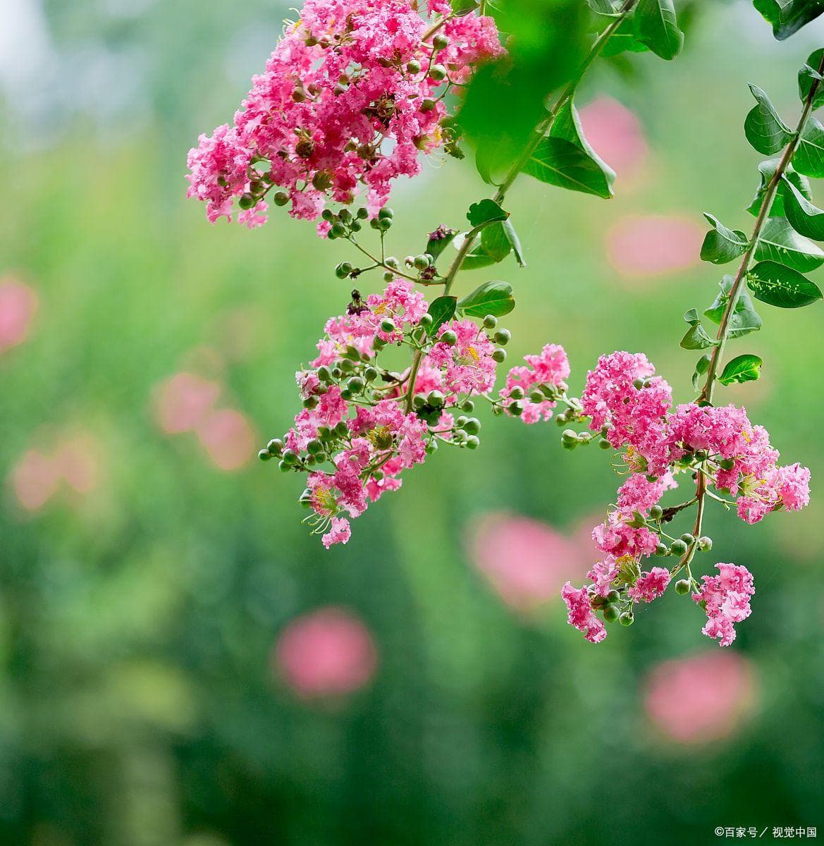 紫薇—百日长红：盛夏里的东方美学传奇