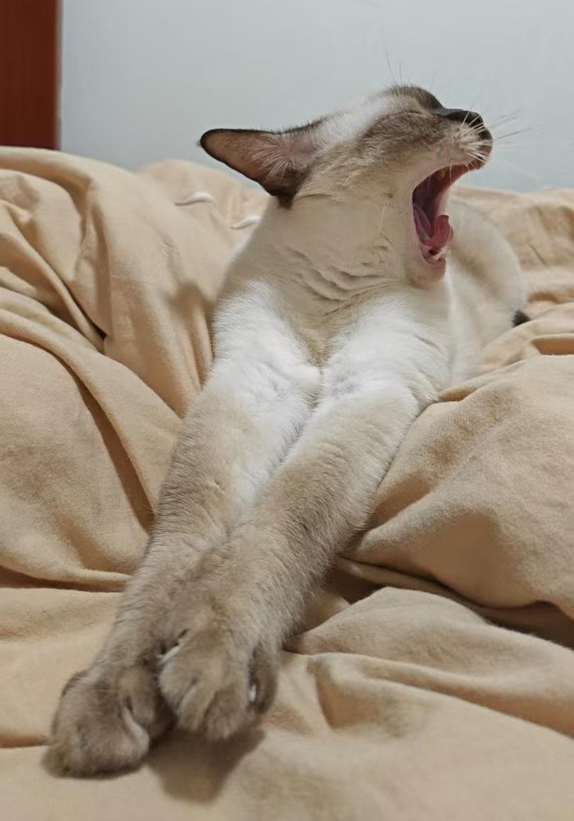 猫咪知识分享-猫式行大礼