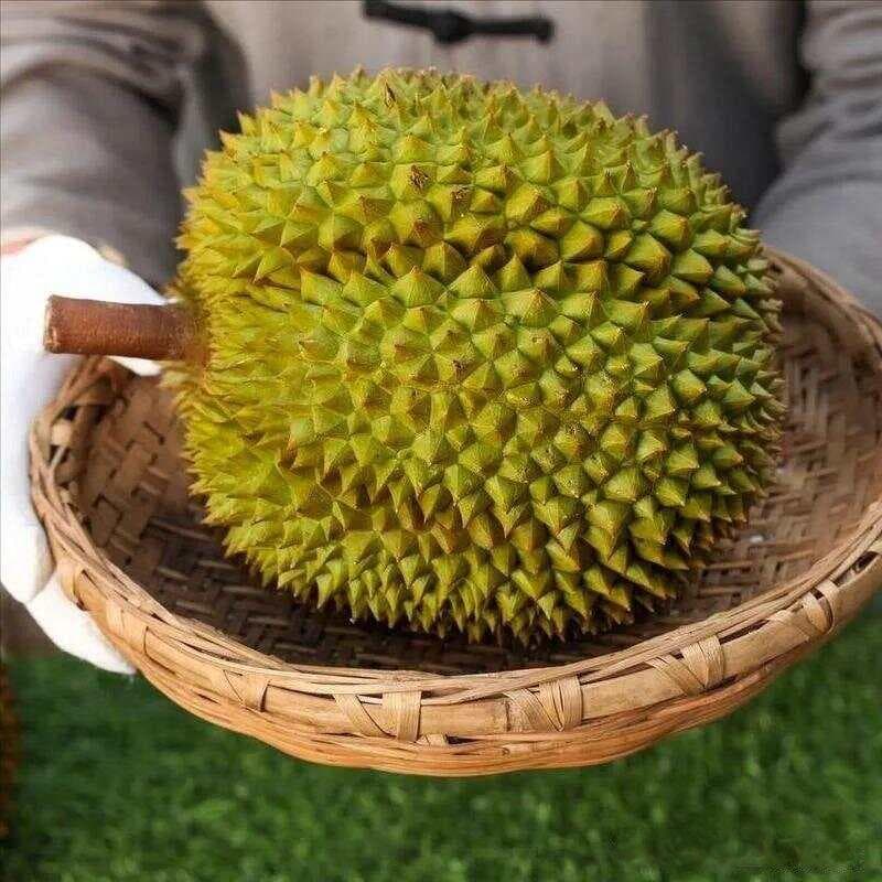 榴莲到底有多少个品种？30种榴莲品种大观及挑选技巧