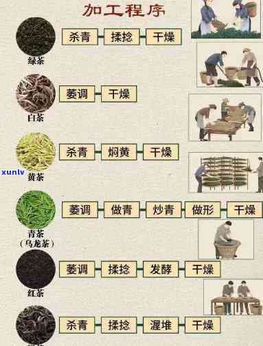 详解六大茶类的工艺特点：从定义到实践
