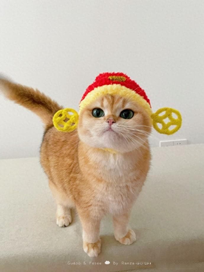 喂养小猫 101：喂什么、喂多少和多久喂一次