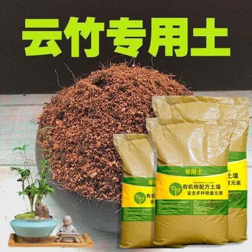 云竹养护指南：从土壤到施肥的全方位详解