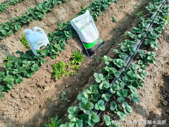 草莓施肥有讲究，选对肥料是关键