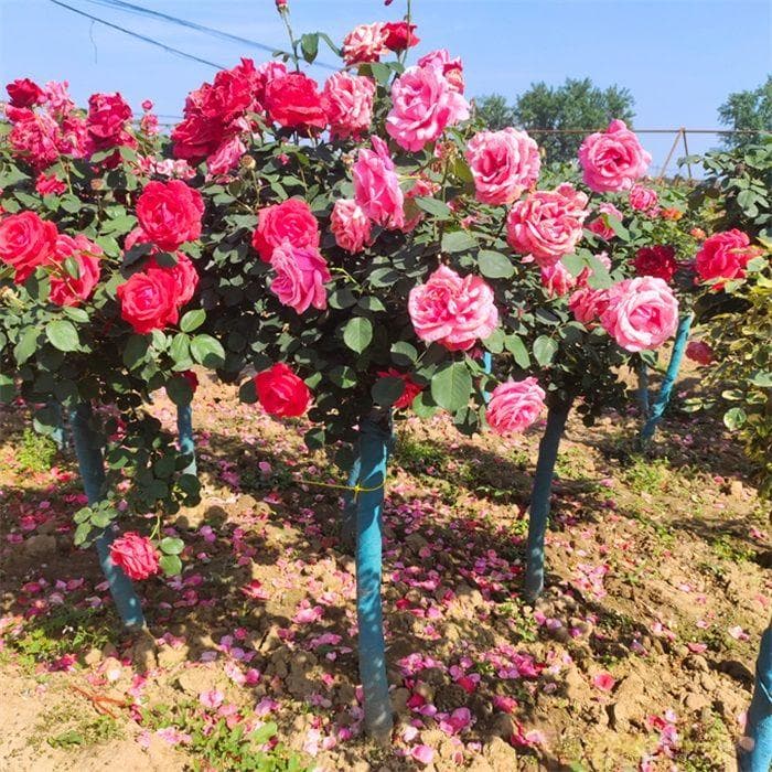 树状月季定植后浇灌核心原则