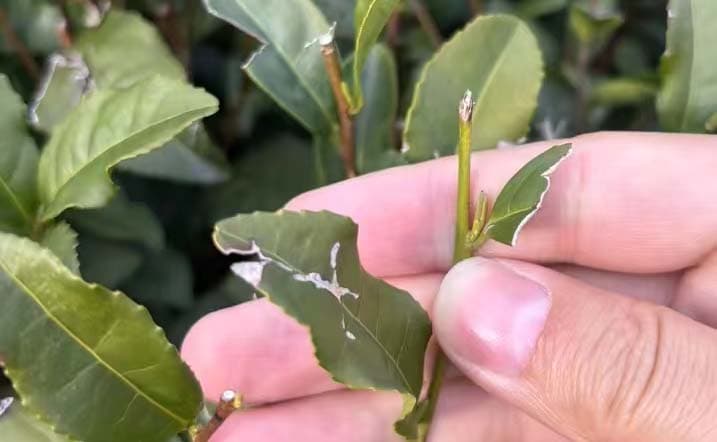 明前龙井茶的功效与作用