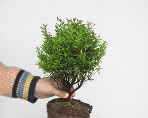 小叶赤楠的盆栽技巧：从选盆到病虫害防治的全方位养护指南