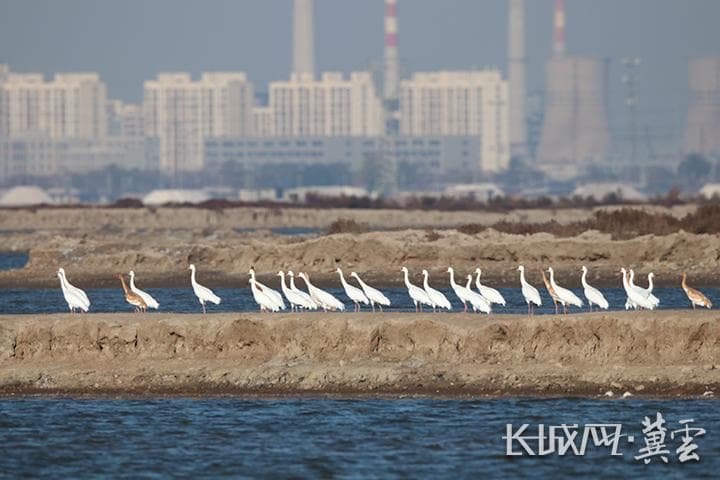 国家一级保护动物白鹤驻足曹妃甸湿地