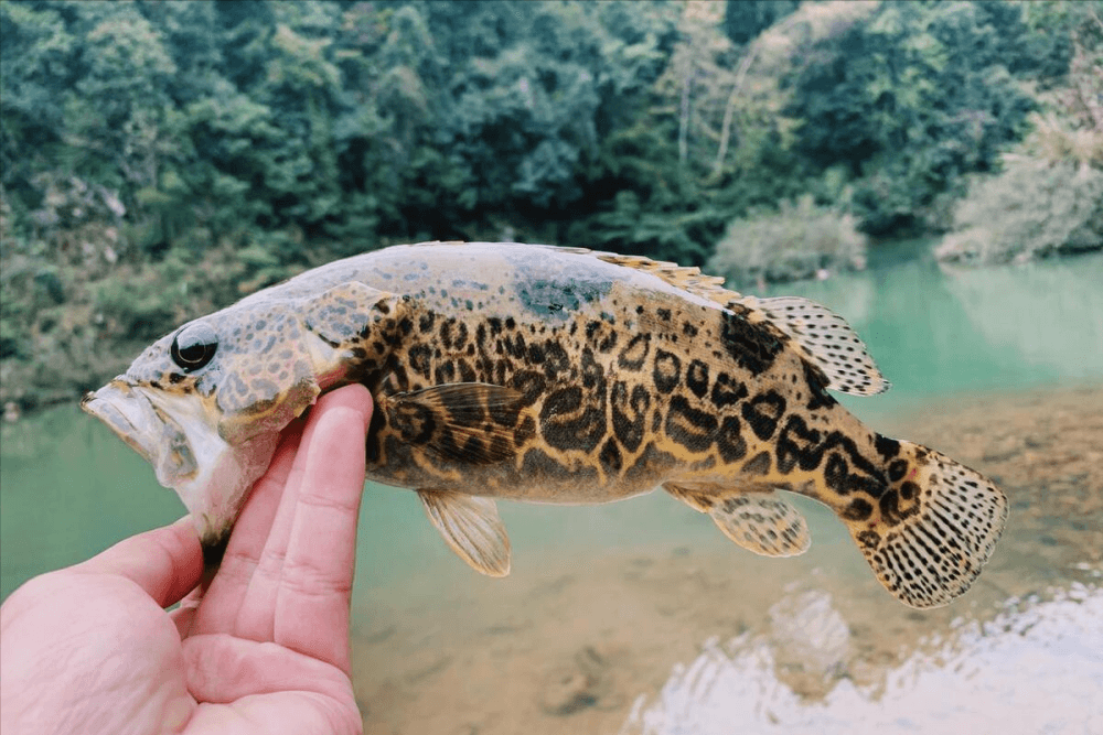 中国 “十大好吃” 的淡水鱼，鳜鱼青鱼上榜，好吃的鱼果然不常见