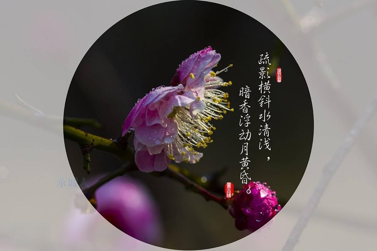 疏影横斜水清浅，暗香浮动月黄昏——自然之韵的诗意表达