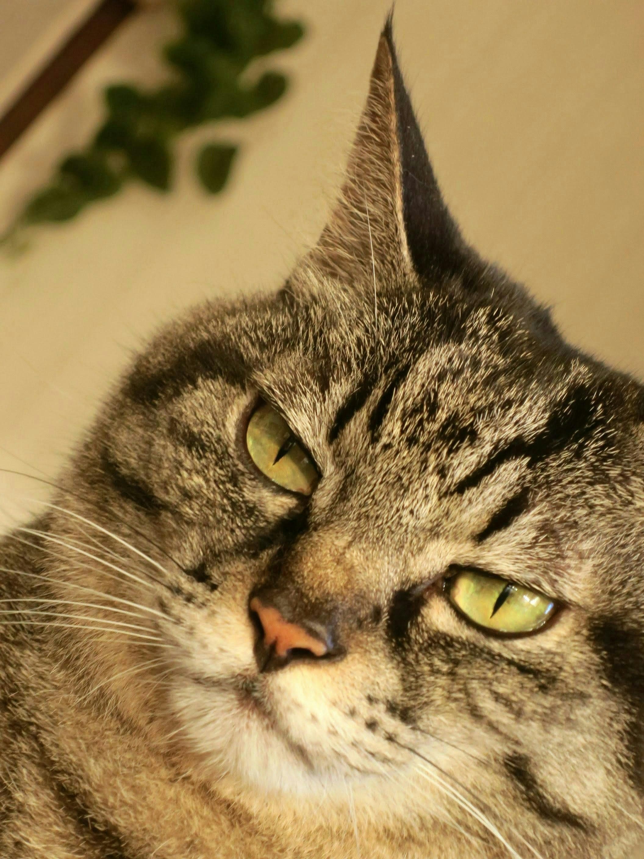 来临的“猫之日”！拍摄宠物猫与流浪猫的技巧 | Knowledge #218