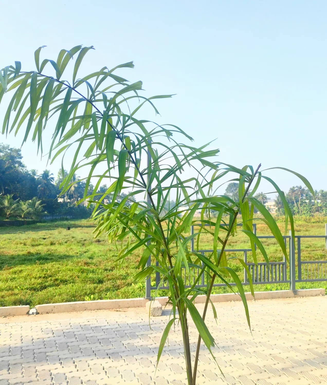 徐长卿：一株野草的神奇药用之旅