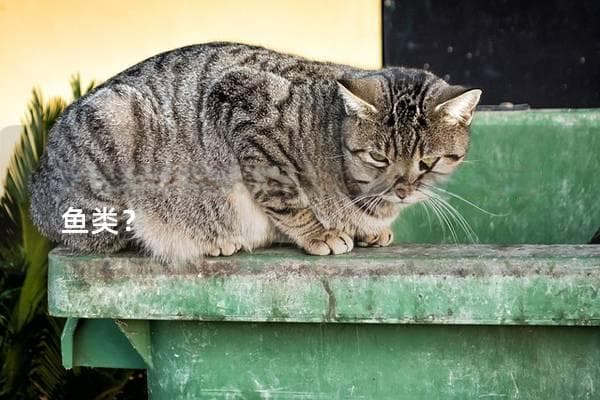 猫咪吃什么鱼好，如何选择最适合的鱼类？