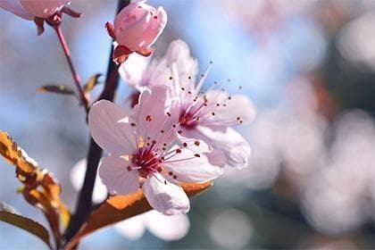 地支四桃花占了两个：情感与人际的命理解析