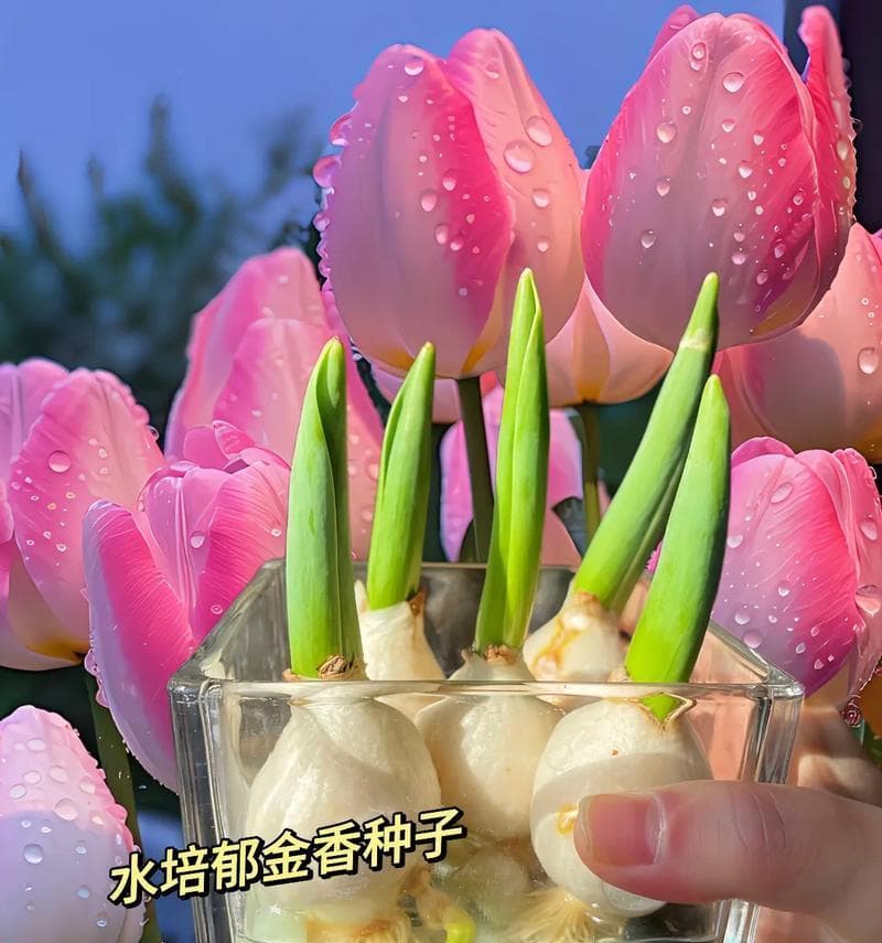 如何种植郁金香种子（从种子到花朵的完整过程详解，让你成为郁金香种植专家）