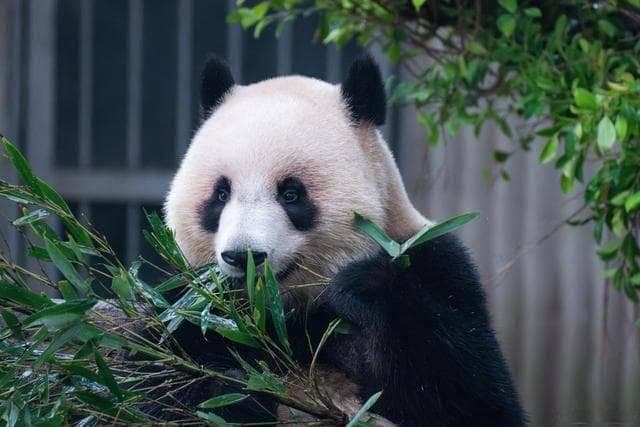 大熊猫是素食主义吗？