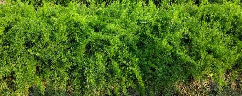 天冬的种植方式，繁殖方法有种子和分株两种