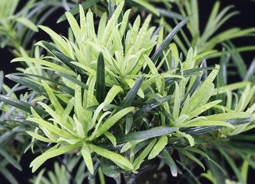 吸水石适合种什么植物 上水石可以栽哪些花草