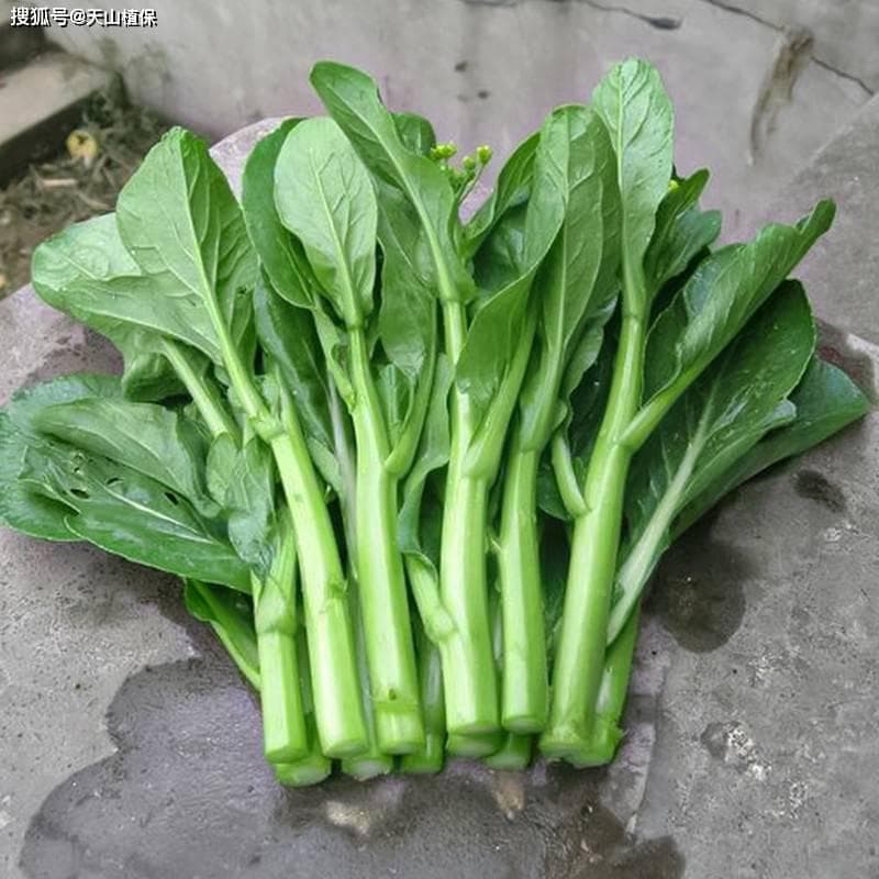四九菜心的种植方法和时间