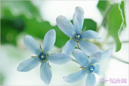 花语大全：夕颜花的花语与传说
