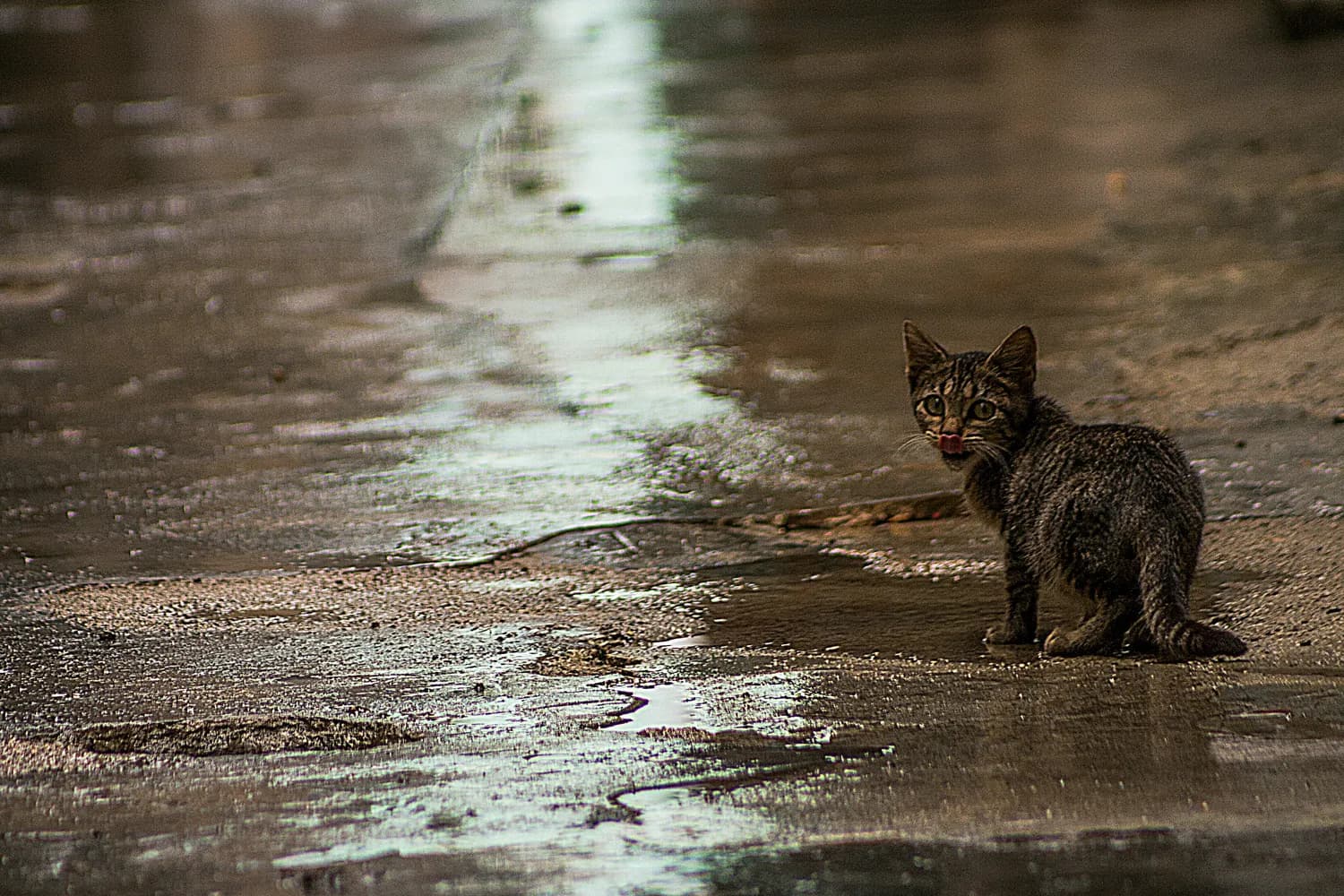 《猫猫的奇幻漂流》：一部无台词动画的情感之旅