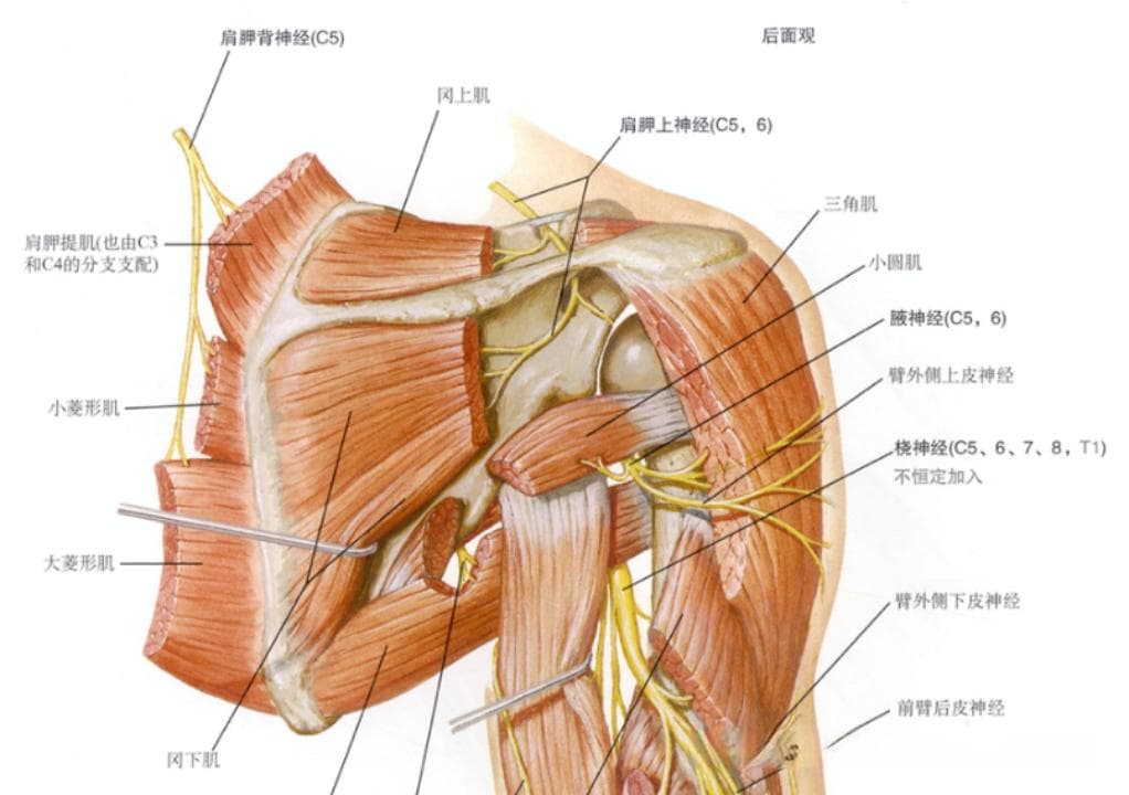 【肌源性痛症】干针之大、小菱形肌—肩胛骨内侧缘疼痛、肩胛骨活动有摩擦声的痛症处理