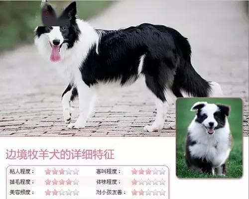 边牧拉稀的预防与处理方法（保护你的边牧免受腹泻的困扰）