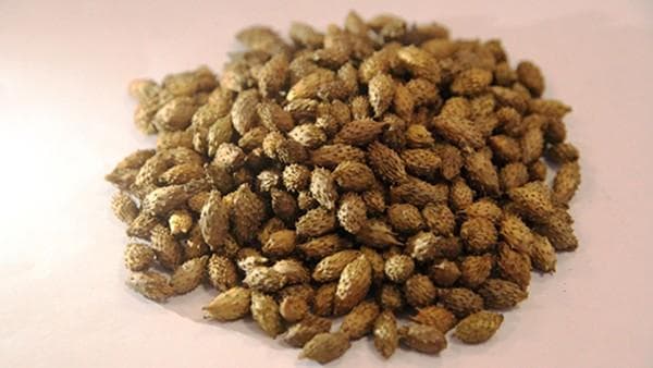 石上柏的功效与应用：传统功效与现代医学研究