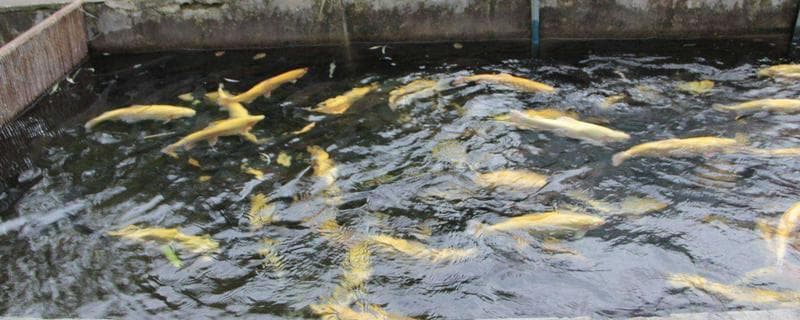 虹鳟鱼养殖条件（虹鳟鱼养殖对水的要求）