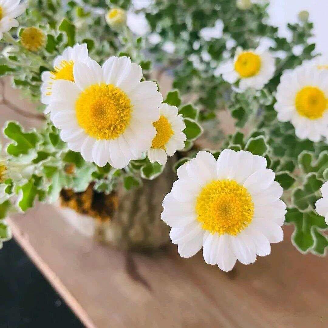 足褶野路菊养护指南：从种植到繁殖的全方位详解