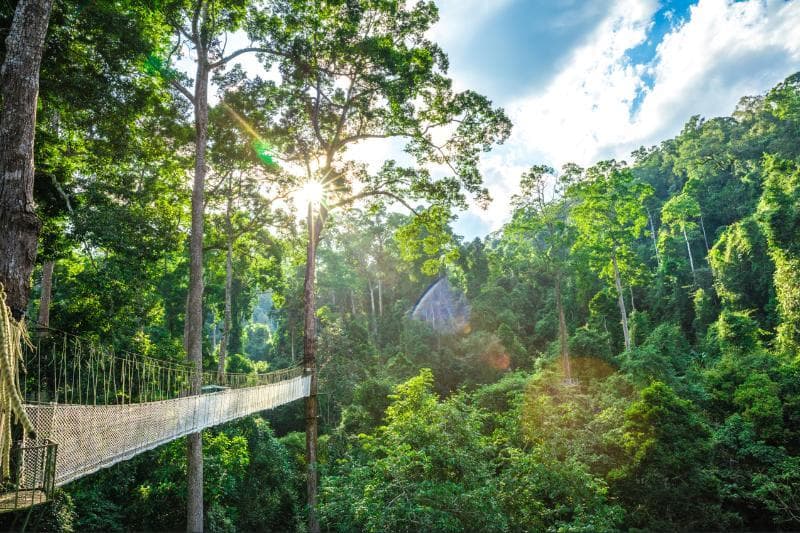 西双版纳三大热带雨林景区：从植物园到望天树，开启绿色冒险之旅