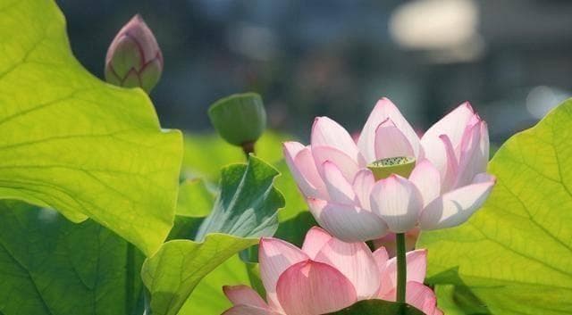 李白为什么叫青莲居士