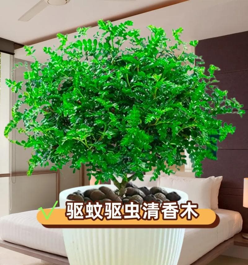 清香木的养护栽培管理（清香木养护指南，让你养出香气满溢的花园）
