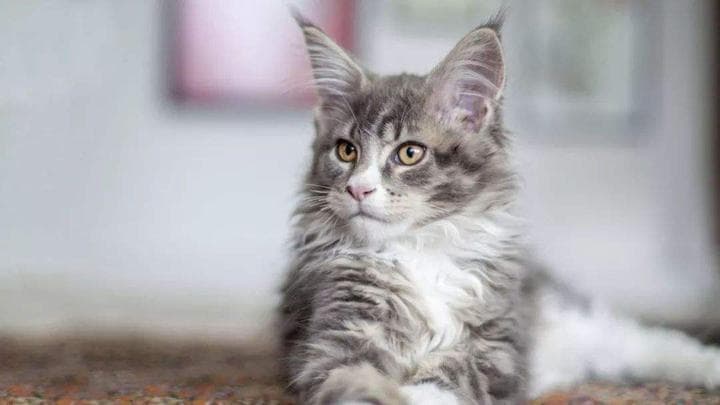 褴褛猫：温柔如丝的毛绒伴侣